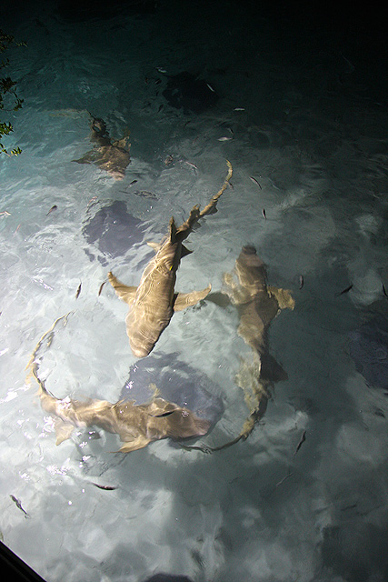 Artem Brigert / Malediven 2009 